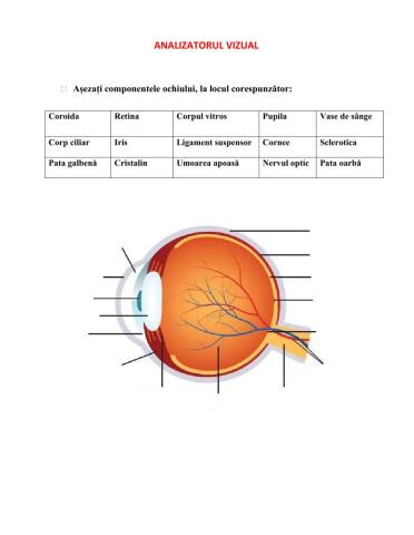 Ochiul- anatomie