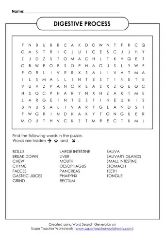 Digestive process - easy