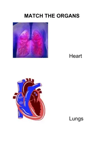 Heart and Lungs Primary 1