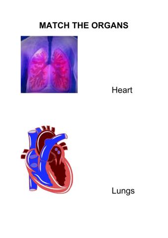 Heart and Lungs Primary 1