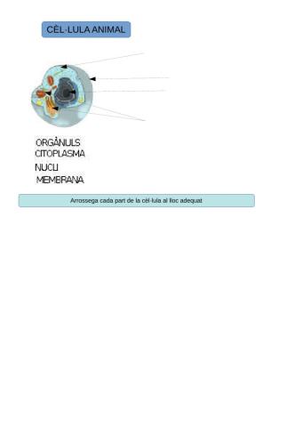 Parts de la cèl·lula animal