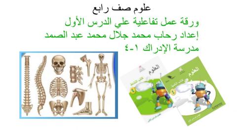 الهيكل العظمي في الانسان