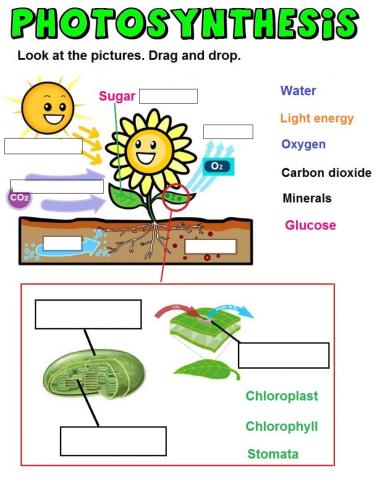 Photosynthesis 2