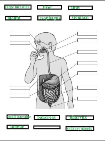 Digestive system