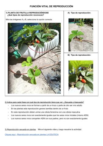 Función vital de reproducción