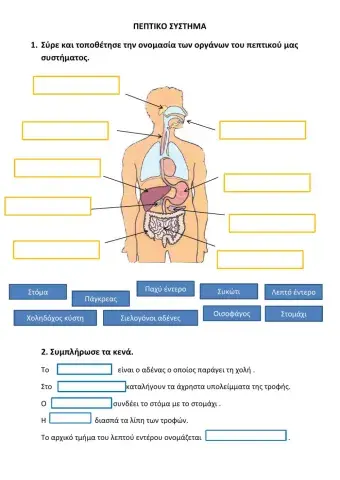 Πεπτικο συστημα