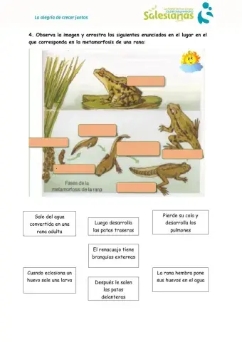 Desarrollo y ciclo de la vida