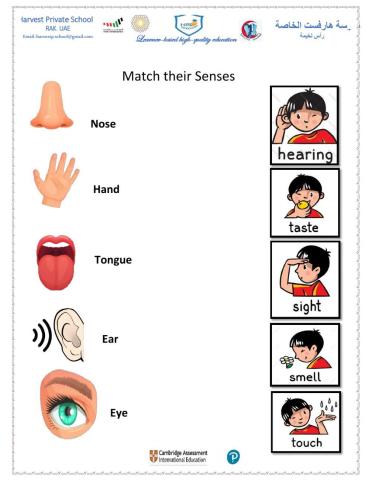 How people use the 5 senses