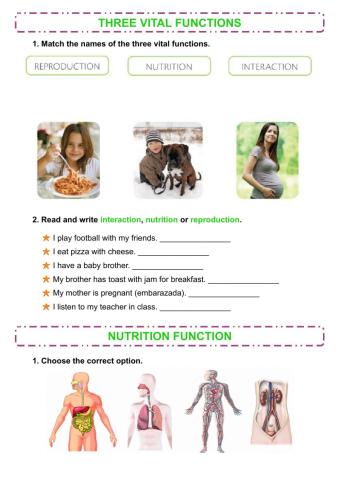 Digestive and respiratory system