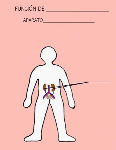 Aparato excretor CAST