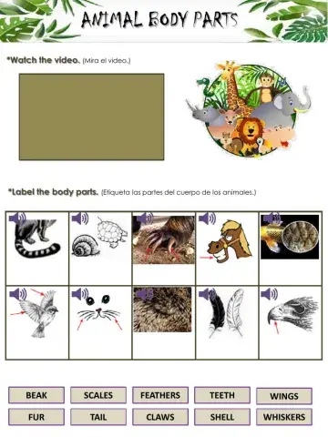 Animal Body Parts
