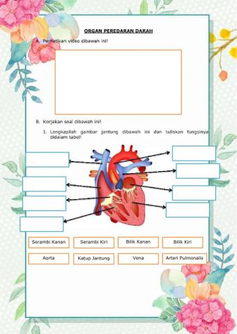 Organ peredaran darah