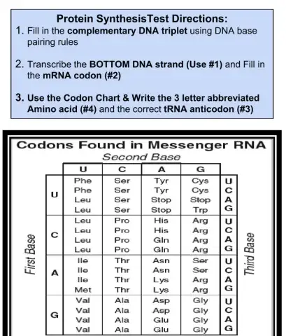 Protein Synthesis Test