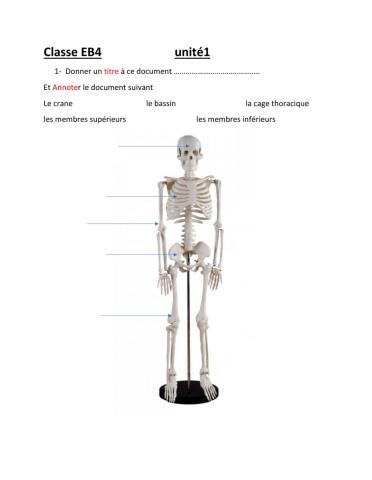 Le squelette - formes d'os