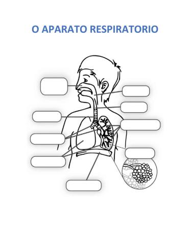 O aparato respiratorio