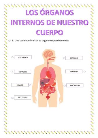 Los órganos internos