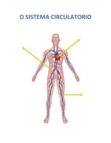 O sistema circulatorio