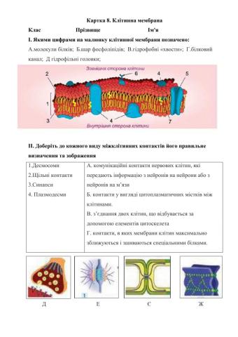9 клас Клітинна мембрана