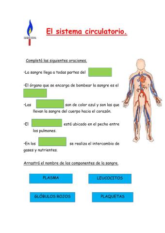 El sistema circulatorio