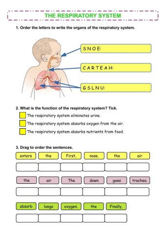 The respiratory system