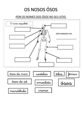 Os ósos do corpo humano