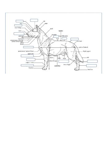 Dog's anatomy - external anatomy of a dog