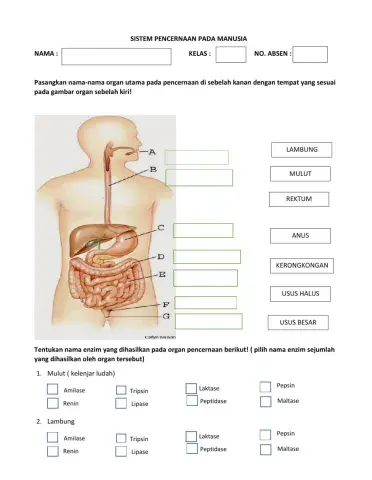 Sistem pencernaan manusia