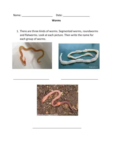 Worms
