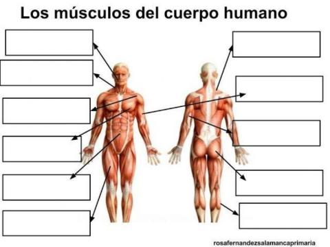 Musculos EF