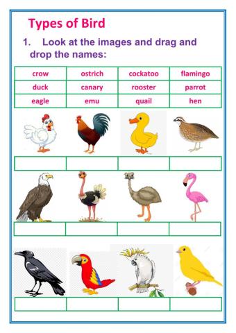 Types of Birds