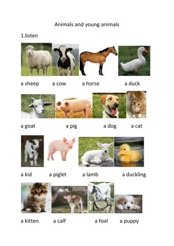 Animals and young animals