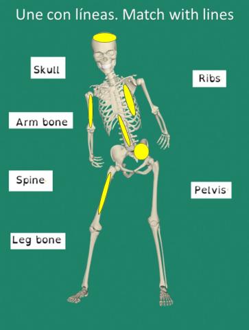 Skeleton match bones