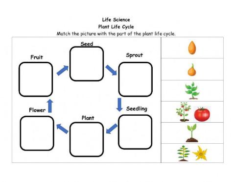 Life cycle of a plant