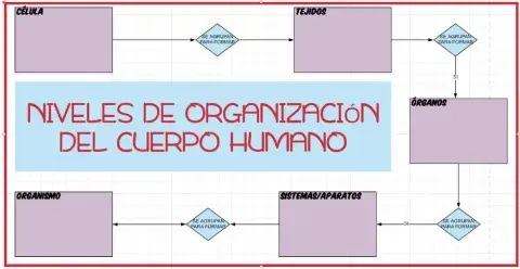 Niveles de organizacion