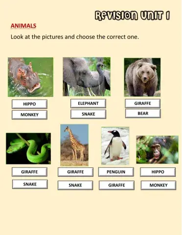 Animals