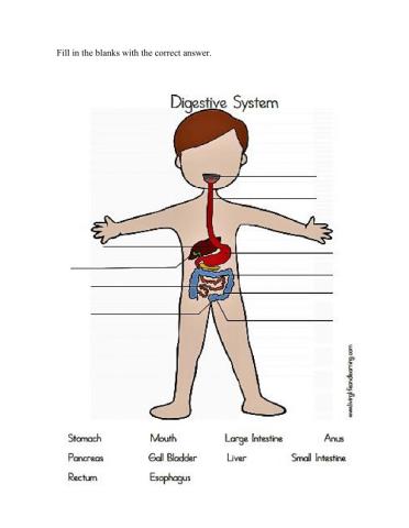 Digestive System