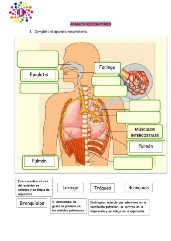 Nuestra respiración