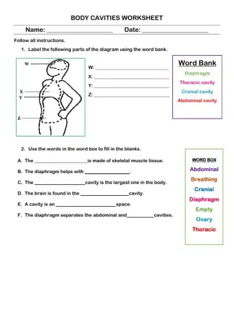 Body Cavities Worksheet