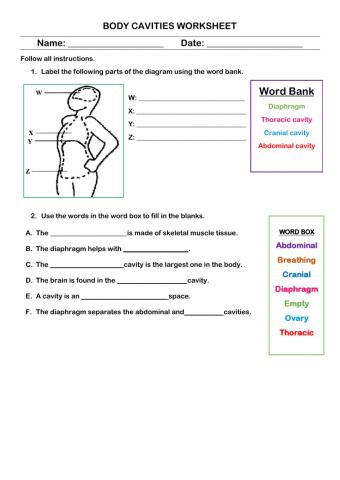 Body Cavities Worksheet