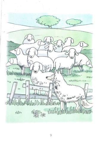 The Wolf in the Sheep-s Skin