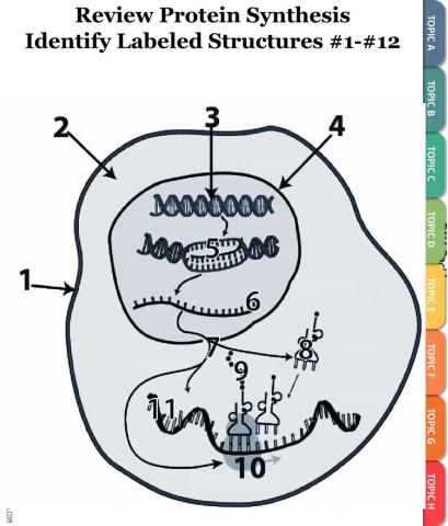 Unit 5 Role of Nucleic Acid & Protein Synthesis