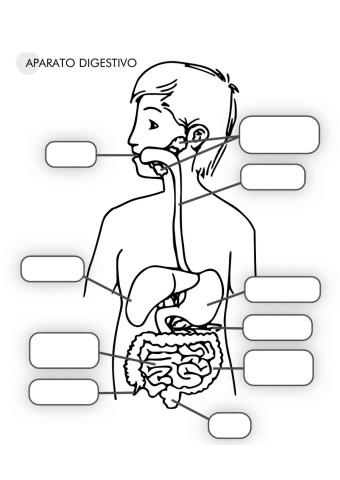 Aparato digestivo