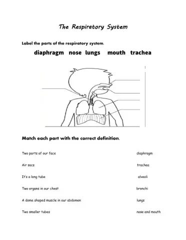 Respiratory System