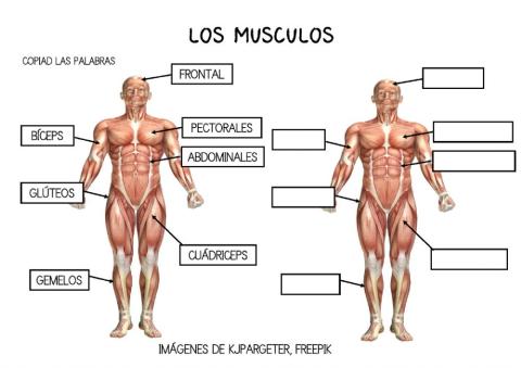 Músculos