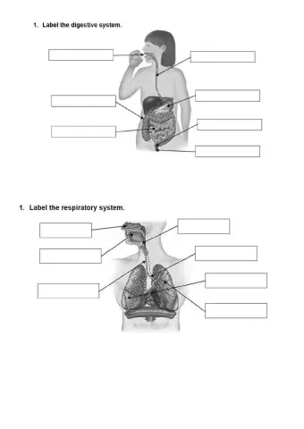 Aparato digestivo y respiratorio