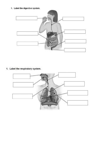 Aparato digestivo y respiratorio