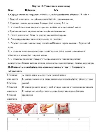 Травлення в кишечнику