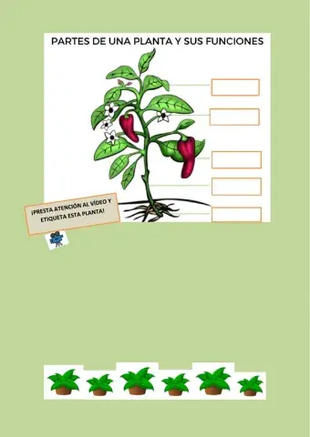 Partes de la planta