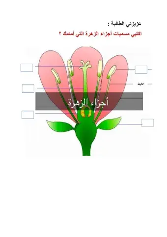 أجزاء الزهرة