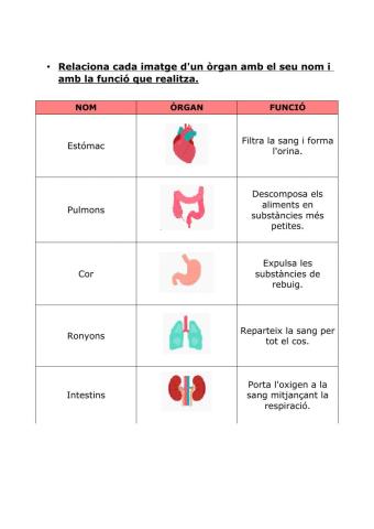 Els órgans i les seves funcions